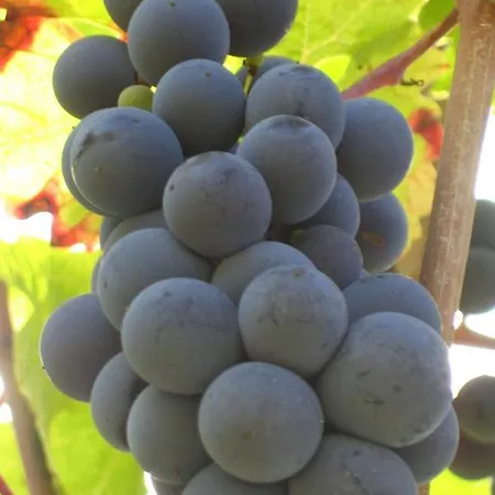 Ami Chenin Villebernier